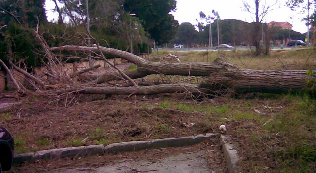 Arbre caigut al davant de la llar d'infants 'Els Menuts de la Pineda' pel temporal de vent sofert a Gavà Mar (24 de Gener de 2009)